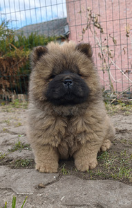 Chow chiw pentu (1 valokuva sivusta 4)