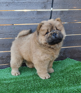 Chow chiw pentu (3 valokuva sivusta 4)