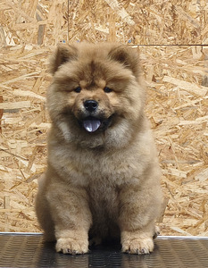 Chow chow pentu (1 valokuva sivusta 4)