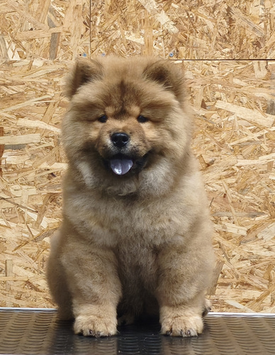 Chow chow pentu