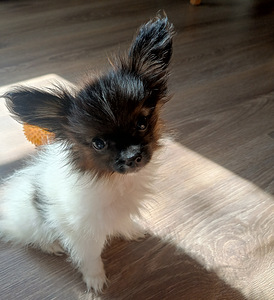 Papillon (5 foto / 5)