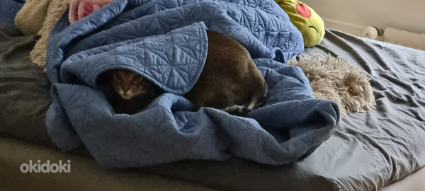 2 vuotias abessiinialainen/siiamilainen kissa