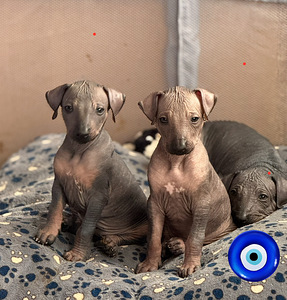 Перуанская голая собака (8 фото из 10)