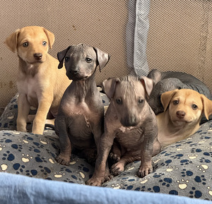 Перуанская голая собака (9 фото из 10)