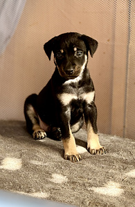 Перуанская голая собака (10 фото из 10)