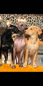 Peru Kails suns (7 foto no 10)