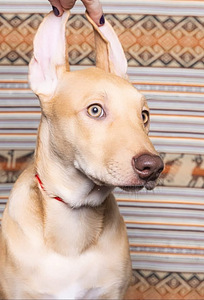 Peru Kails suns (8 foto no 10)