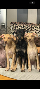 Peru Kails suns (9 foto no 10)