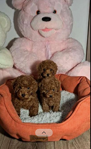 Toy poodel (2 foto / 3)