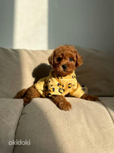 Maltipoo