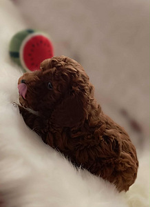 Toy poodle (2 foto / 7)