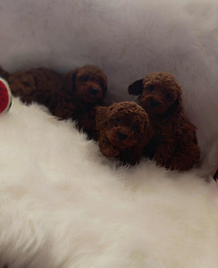 Toy poodle (5 foto / 7)