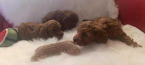 Toy poodle (6 foto / 7)