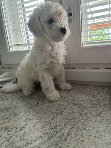 Maltipoo pentuja