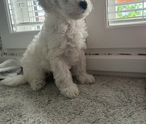 Maltipoo pentuja