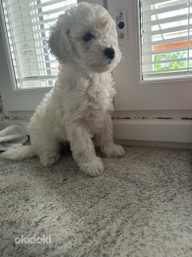 Maltipoo pentuja