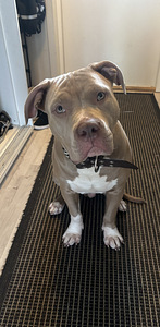 American bully xl