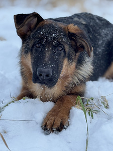 Saksa lambakoera kutsikad (7 foto / 10)