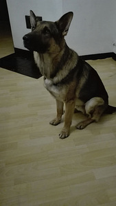 Saksanpaimenkoira pentue (2 valokuva sivusta 3)