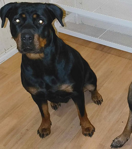 Koirat etsii kotia (3 valokuva sivusta 3)