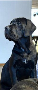 Cane corso (1 valokuva sivusta 1)