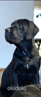 Cane corso