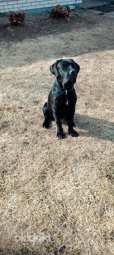 Cane corso