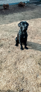 Cane corso (1 valokuva sivusta 2)