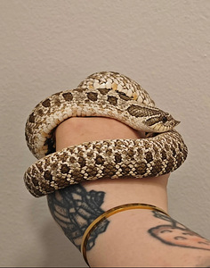 Siankärsäkäärme paketti (1 valokuva sivusta 3)