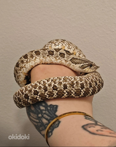 Siankärsäkäärme paketti