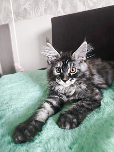 Maine Cooni kassipojad | Cream, Red, Black Silver Classic Tabby (4 foto / 9)