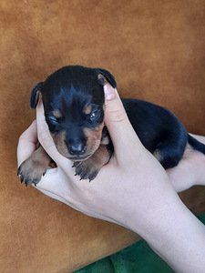 Zwergpinscher, kääbuspintser (2 foto / 5)