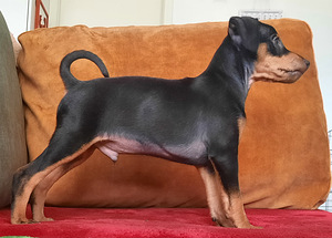 Miniatuurne pintser , Zvergpinscher (5 foto / 5)