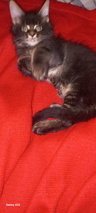 Мейн-кун котята (4 фото из 8)