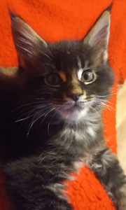 Мейн-кун котята (8 фото из 8)