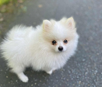 Pomerian 4k uros pentu