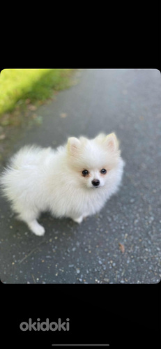 Pomerian 4k uros pentu