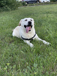 Labradora retrīvera kucēni (5 foto no 7)