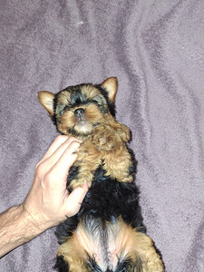 Yorkshirenterrierityttö syntyi 21. syyskuuta 2025. (7 valokuva sivusta 10)