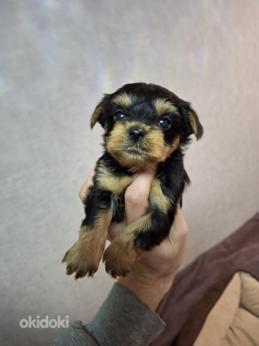 Yorkshirenterrierin pennut, syntyneet 4. marraskuuta 2025.