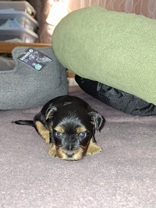 Yorkshirenterrierin pennut, syntyneet 4. marraskuuta 2025. (6 valokuva sivusta 10)