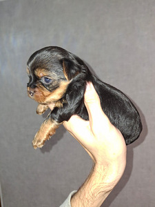 Yorkshirenterrierin pennut, syntyneet 4. marraskuuta 2025. (8 valokuva sivusta 10)