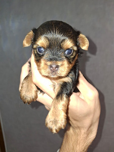 Yorkshirenterrierin pennut, syntyneet 4. marraskuuta 2025. (10 valokuva sivusta 10)