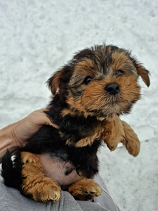 Yorkshirenterrierin pennut, syntyneet 4. marraskuuta 2025. (3 valokuva sivusta 10)