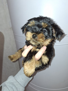 Yorkshirenterrierin pennut, syntyneet 4. marraskuuta 2025. (6 valokuva sivusta 10)