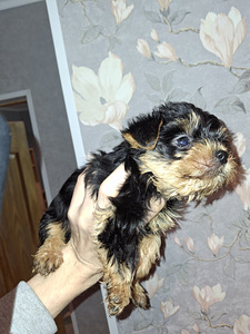 Yorkshirenterrierin pennut, syntyneet 4. marraskuuta 2025. (8 valokuva sivusta 10)