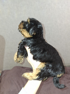 Yorkshirenterrierin pennut, 23.01.2026 (4 valokuva sivusta 10)