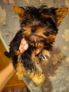 Yorkshirenterrierin pennut, syntyneet 4. marraskuuta 2025. (3 valokuva sivusta 10)