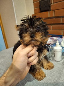 Yorkshirenterrierin pennut, syntyneet 4. marraskuuta 2025. (4 valokuva sivusta 10)