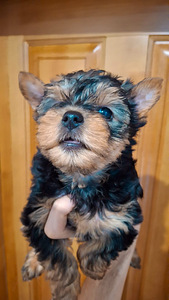 Yorkshirenterrierin pennut, syntyneet 4. marraskuuta 2025. (9 valokuva sivusta 10)